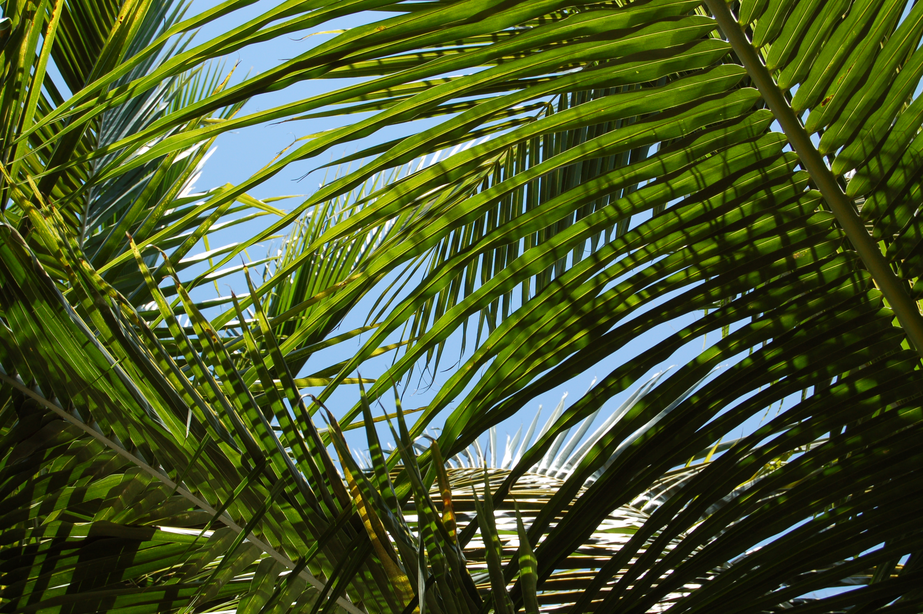 Palm Tree Branches | IGC